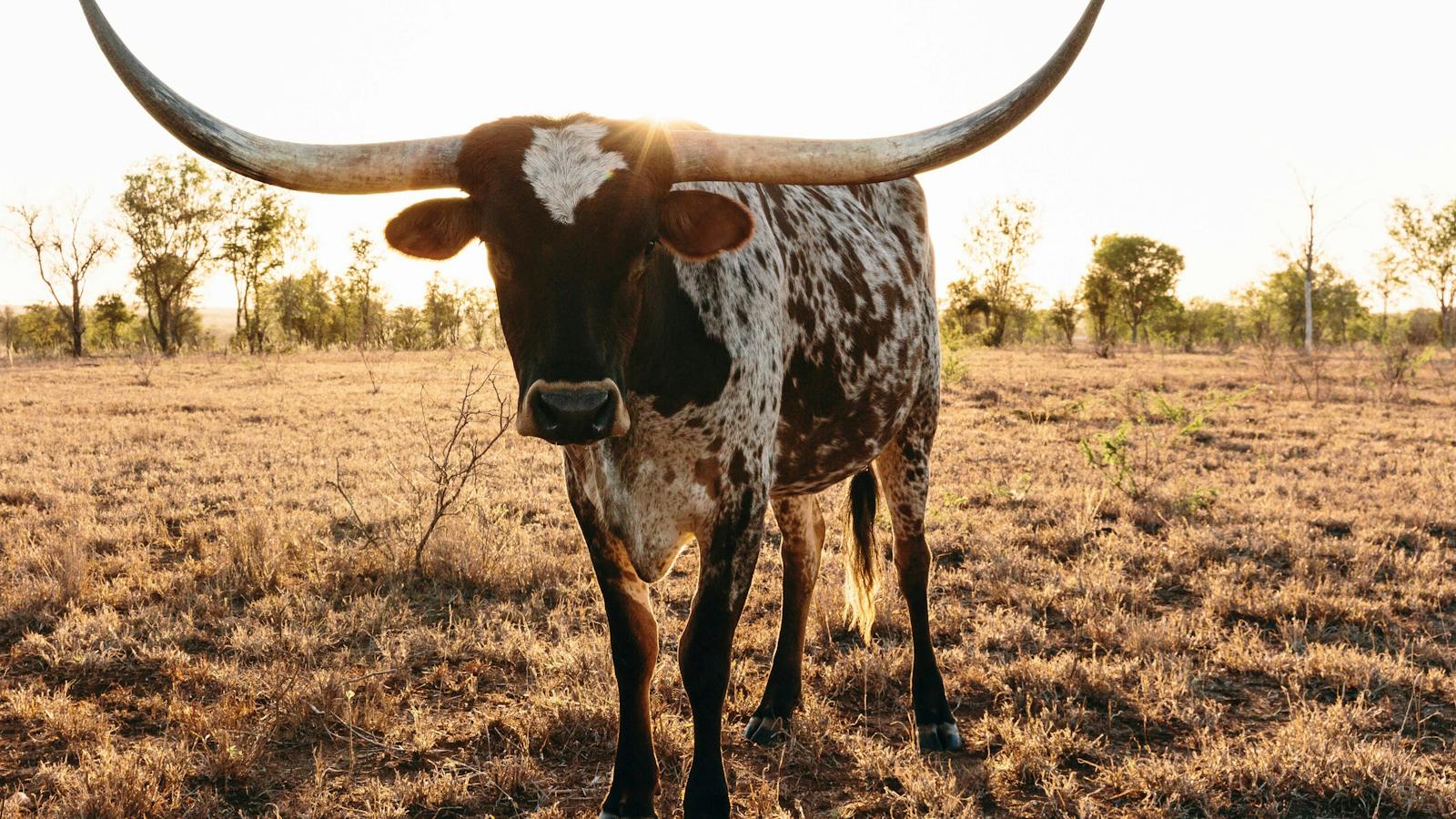Texas Longhorn Charters Towers