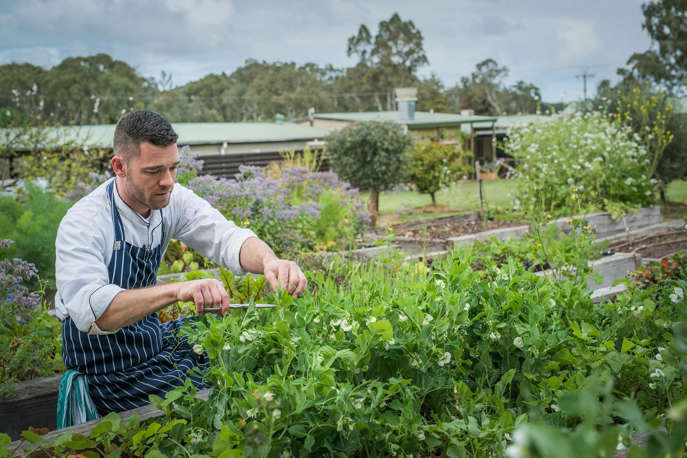 Head Chef picking fresh garden produce for Vegan Dishes