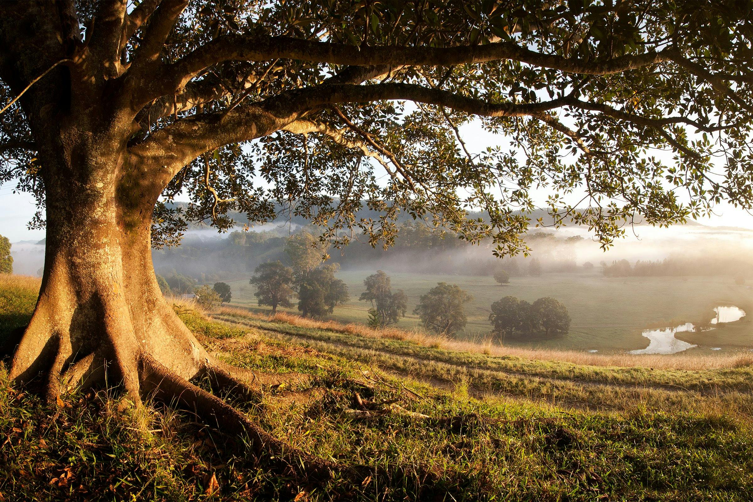 Morning mist on the Nambucca Valley at North Arm
