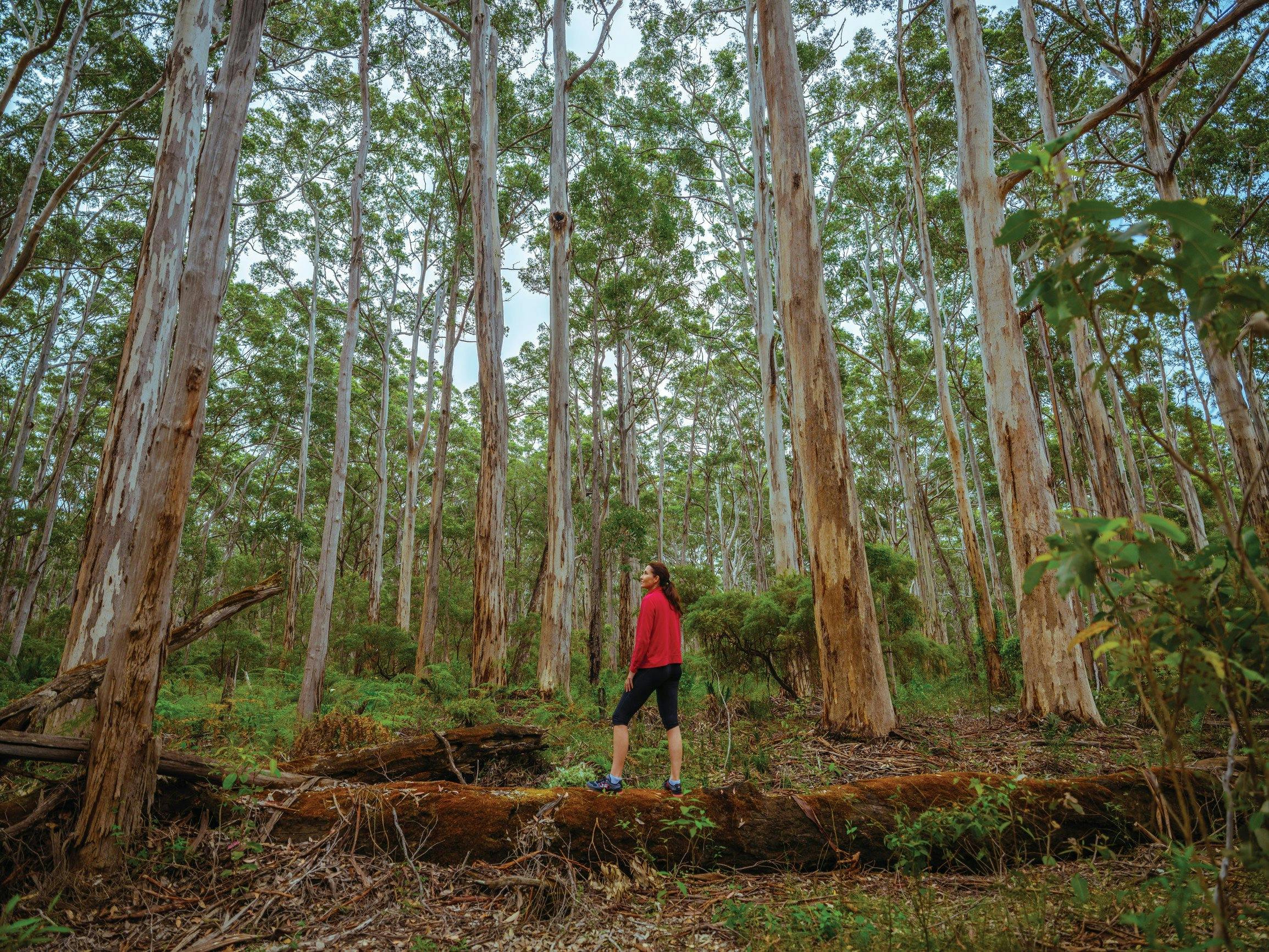 Jarrahland Wildflower Trail, Margaret River, Western Australia