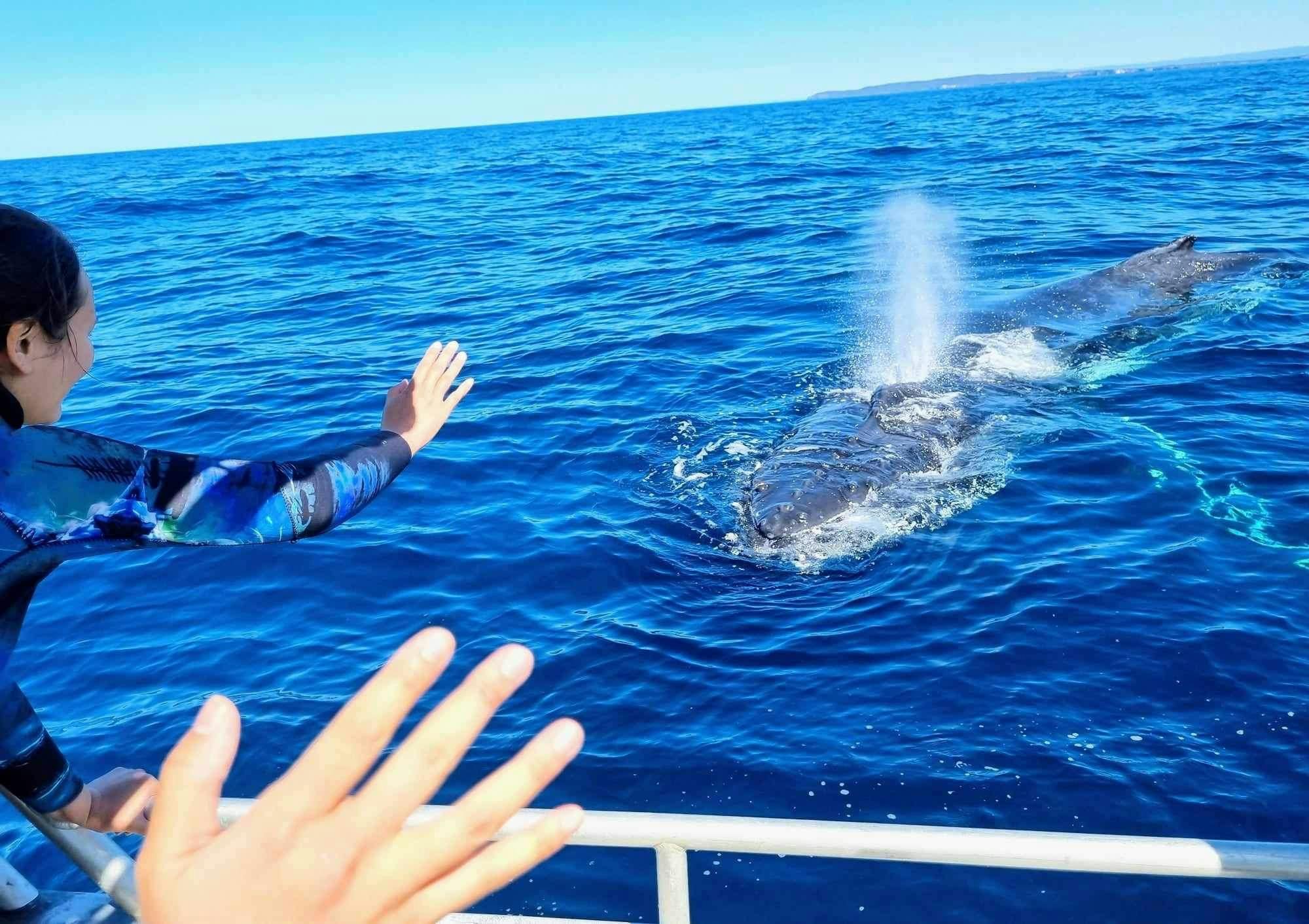 Swim with whales Jervis bay woebegone