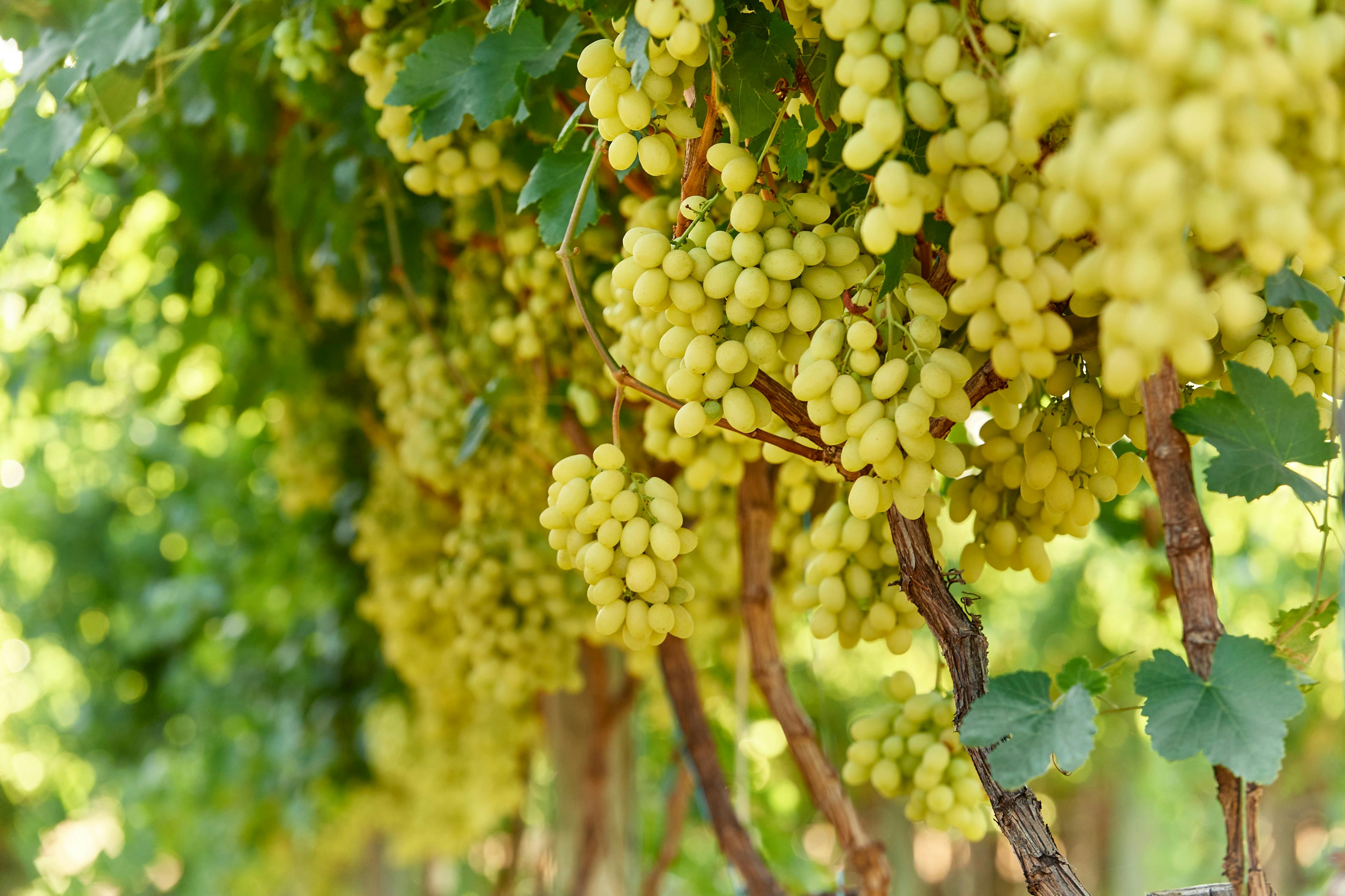 Table Grapes Swan Valley