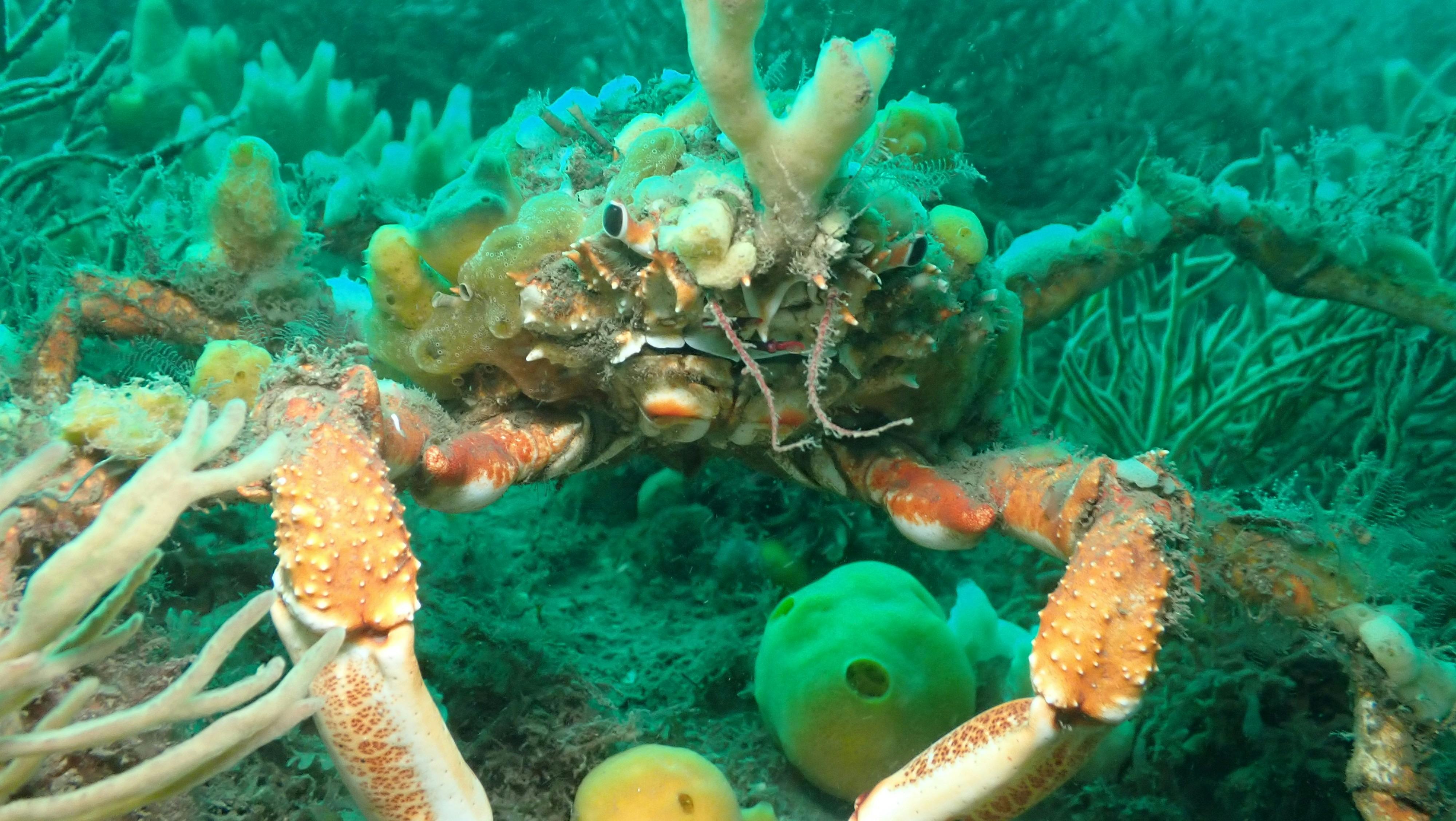 Spider Crab