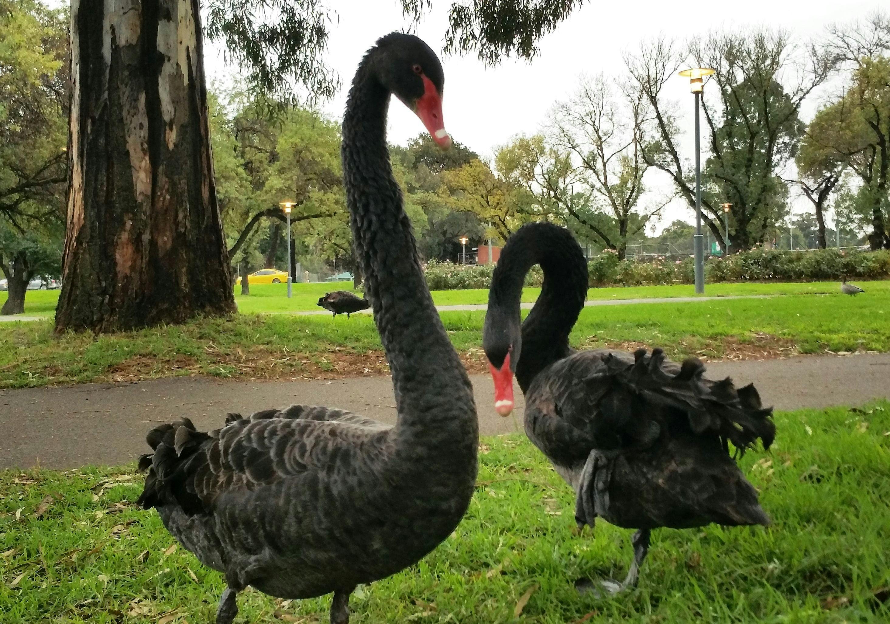 Swans at Pinky Flat