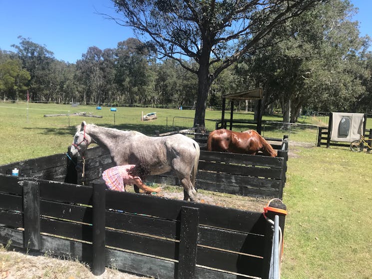 Full equine facilities