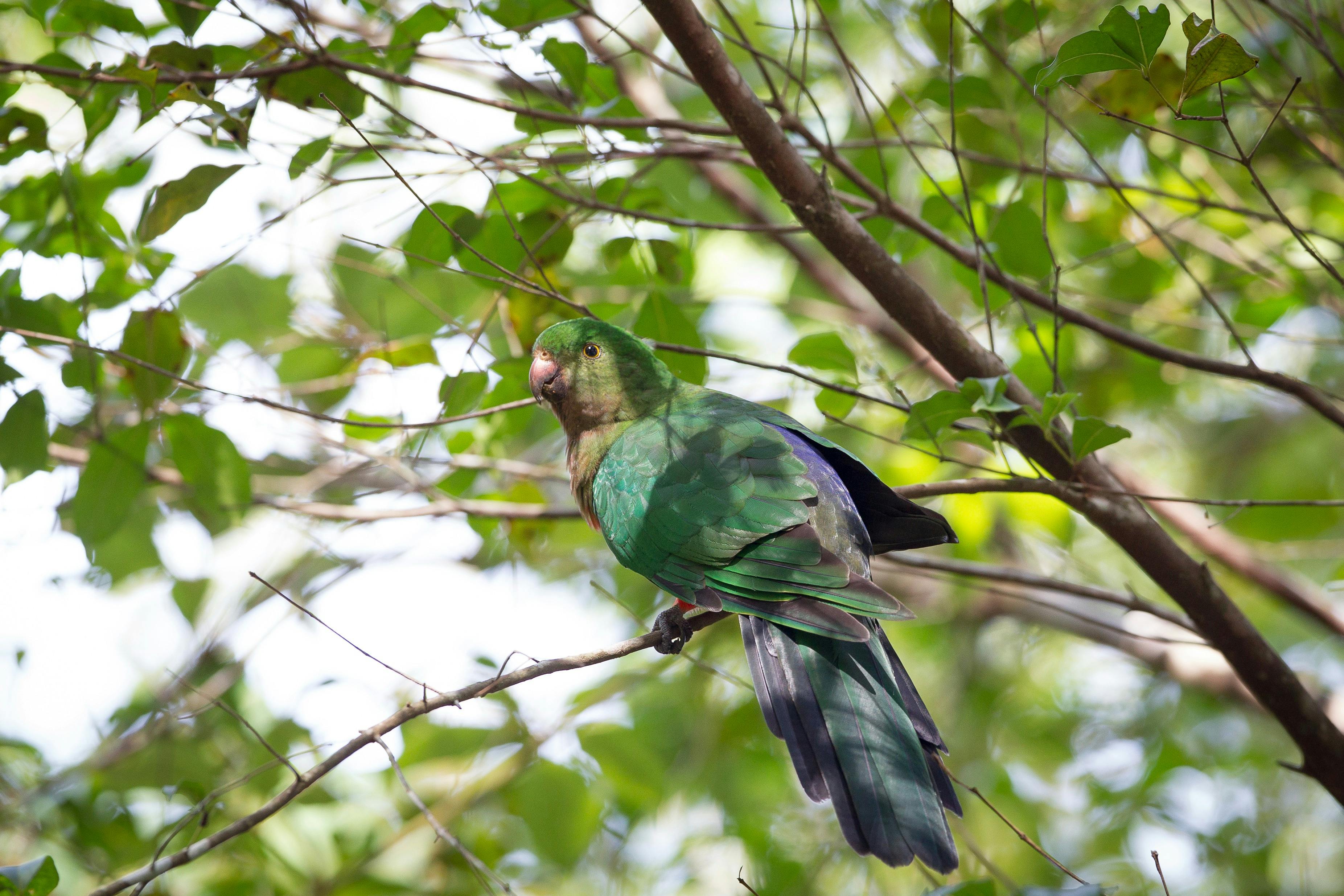 image of a bird perched in an overhead tree along The Gorge Walking Track