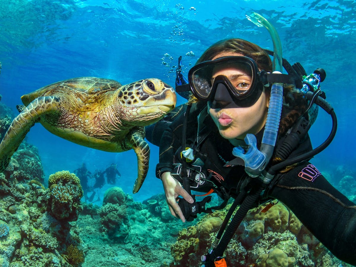 Diver interacts with sea turtle