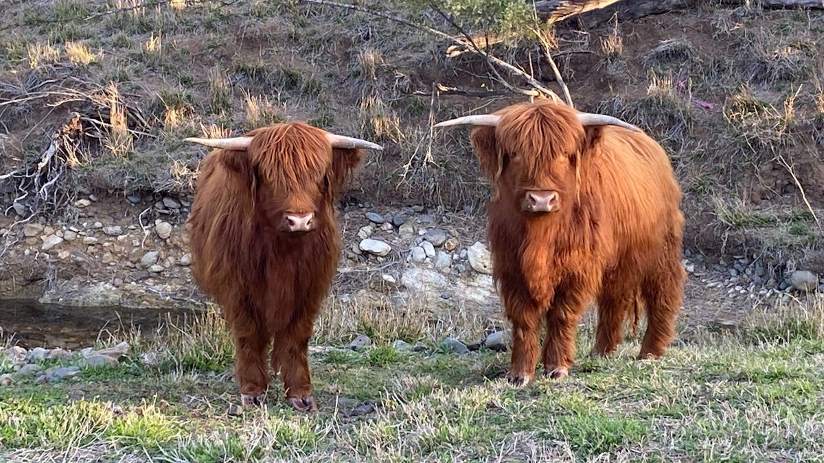 Millie & Maple