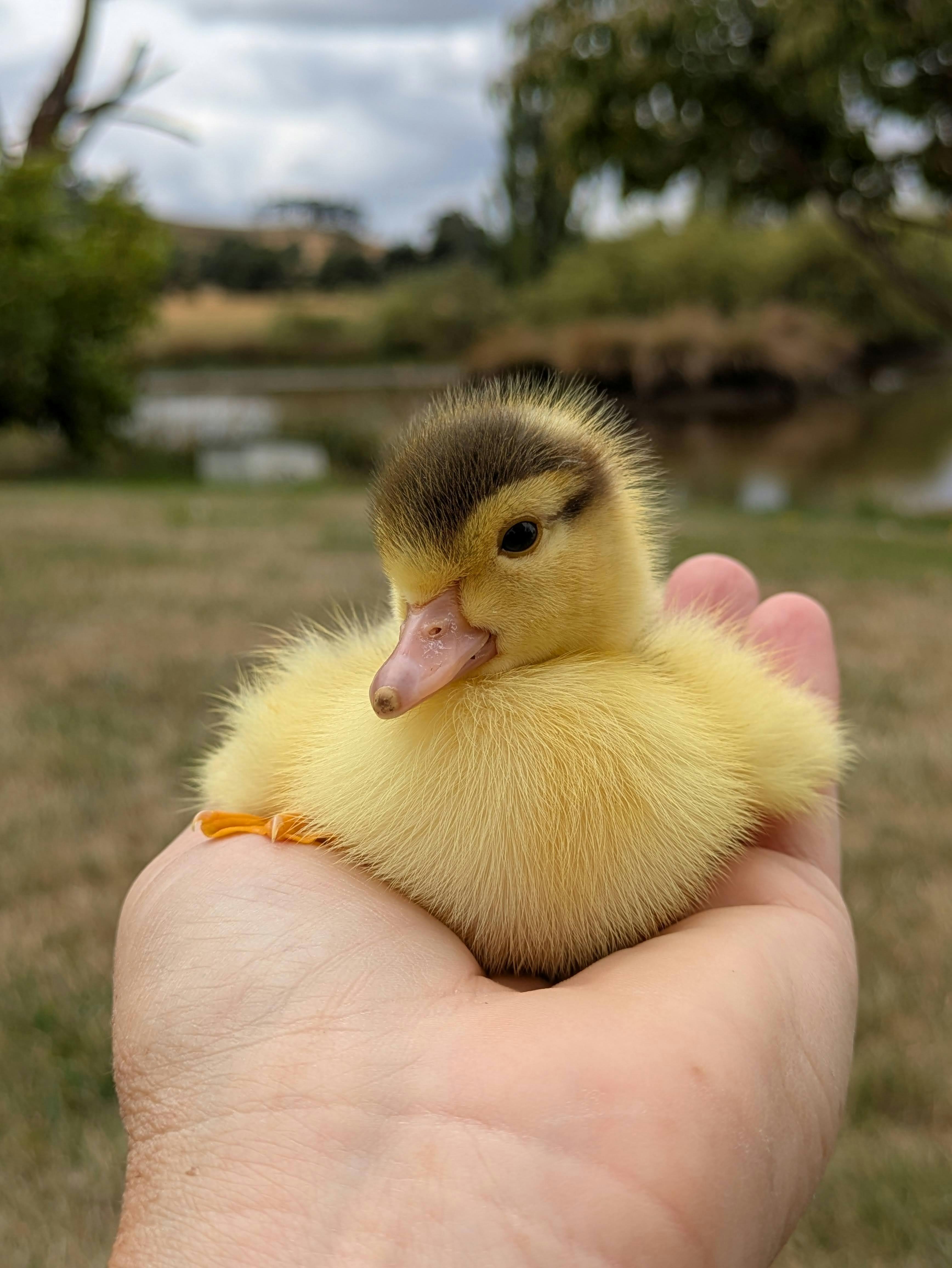 Muscovy Duckling held in a hand