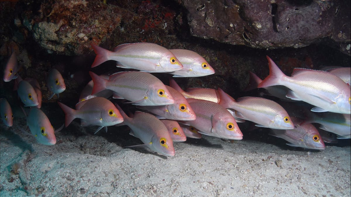 Coral Canyons