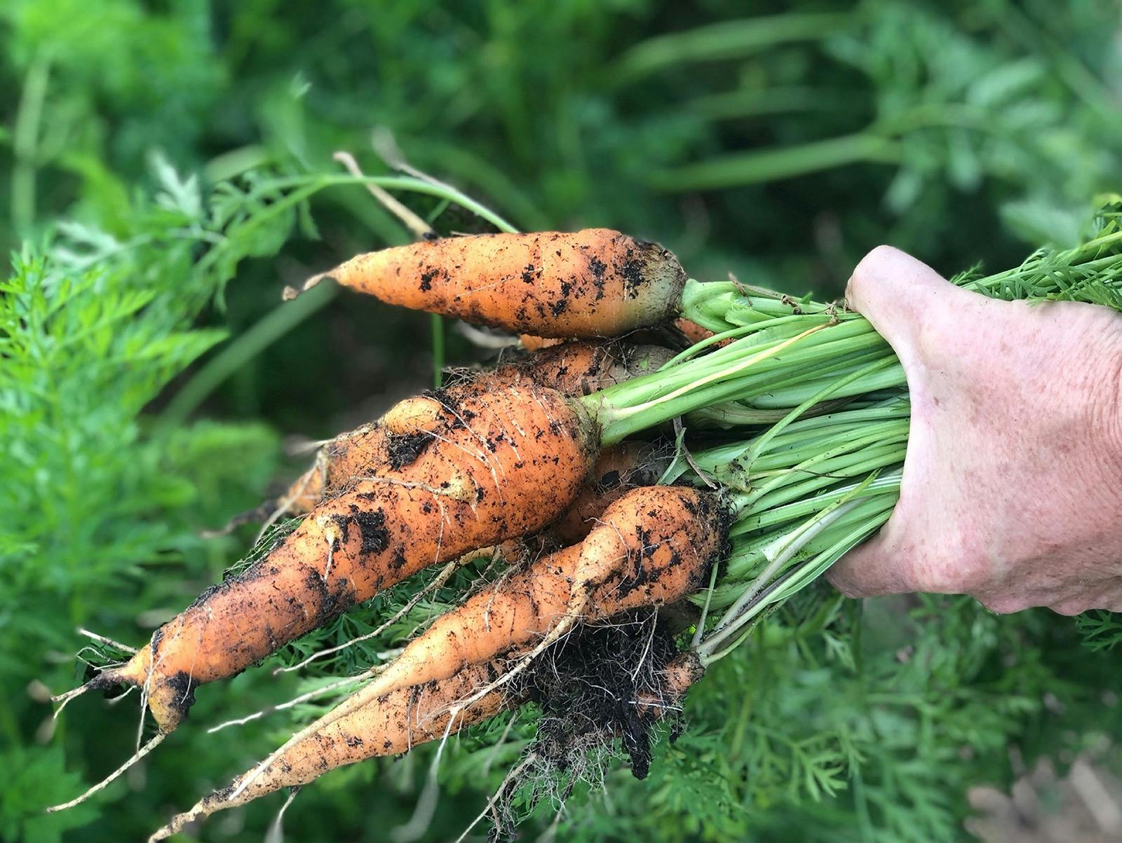 Carrots grown at Mollies Farm