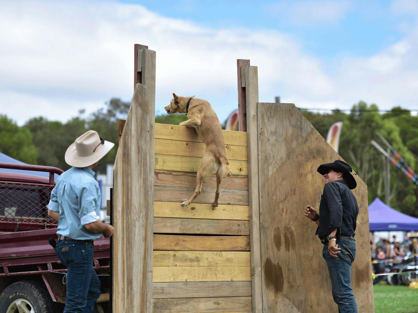 Working dog demonstration at the Mudgee Show.