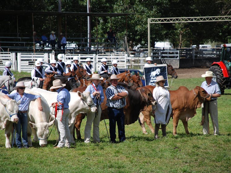 Stud beef cattle