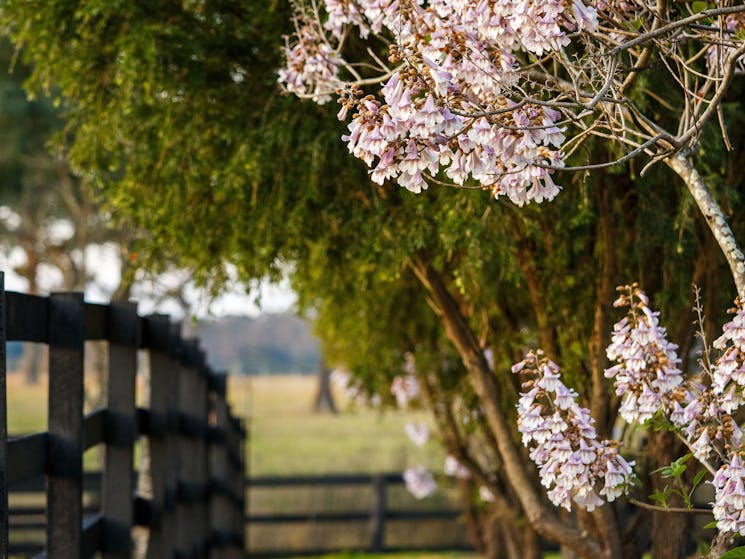 close up photograph of black wood fencing, trees and light pink flower bush