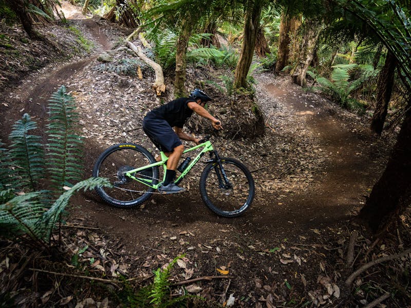 Ant on BOF Trail