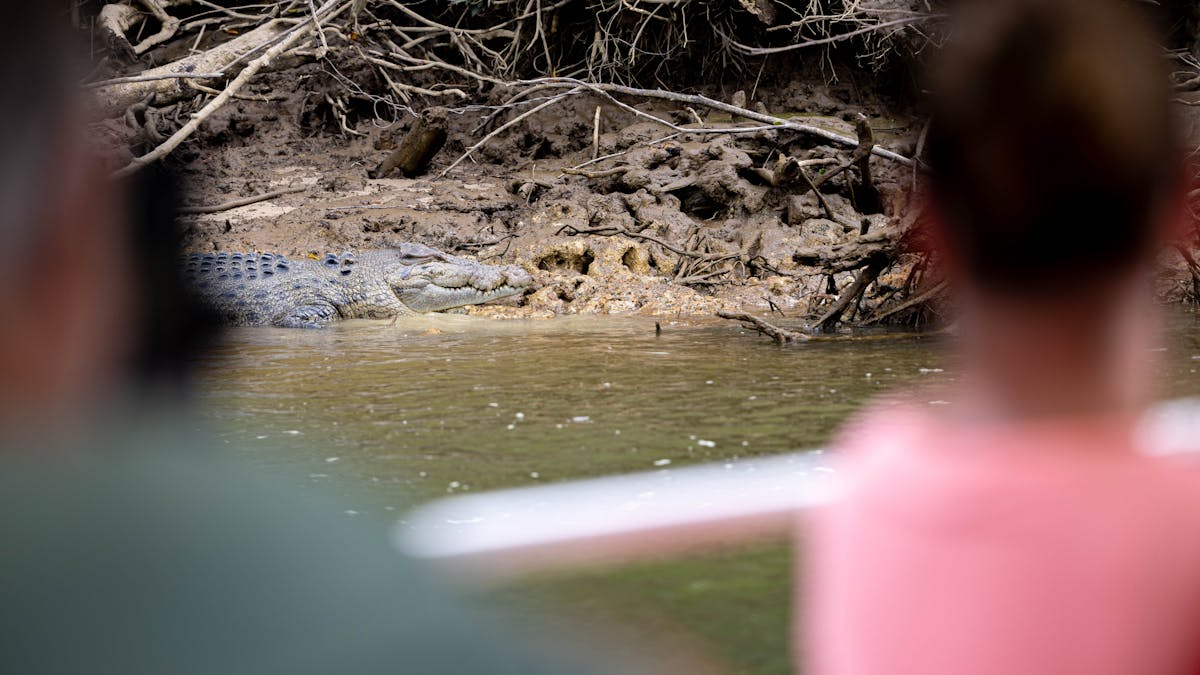A crocodile in focus between two blurred people sitting on the Daintree River Cruise Boat