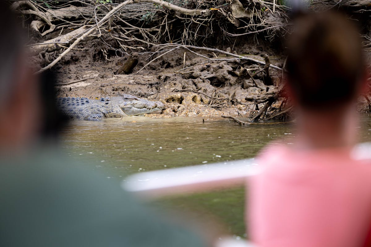 A crocodile in focus between two blurred people sitting on the Daintree River Cruise Boat