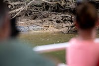 A crocodile in focus between two blurred people sitting on the Daintree River Cruise Boat