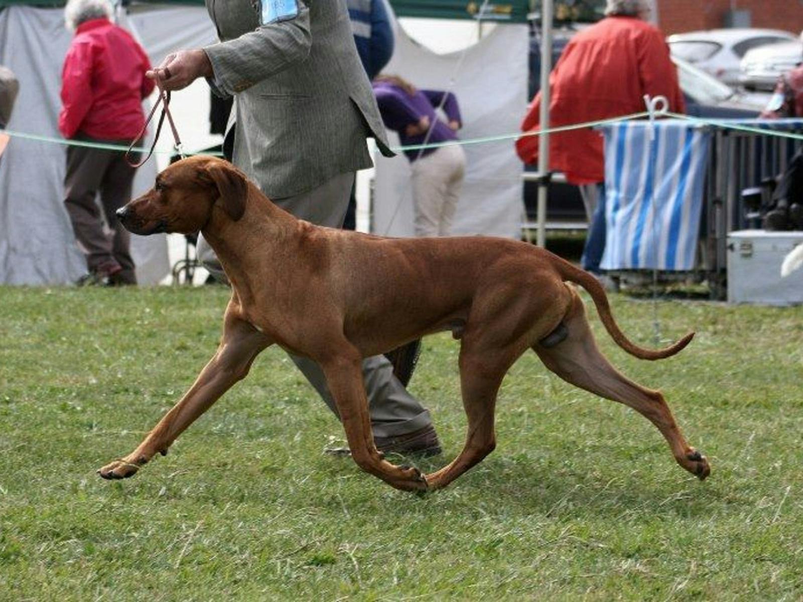 Image for Southern Region Hound Club of NSW Championships