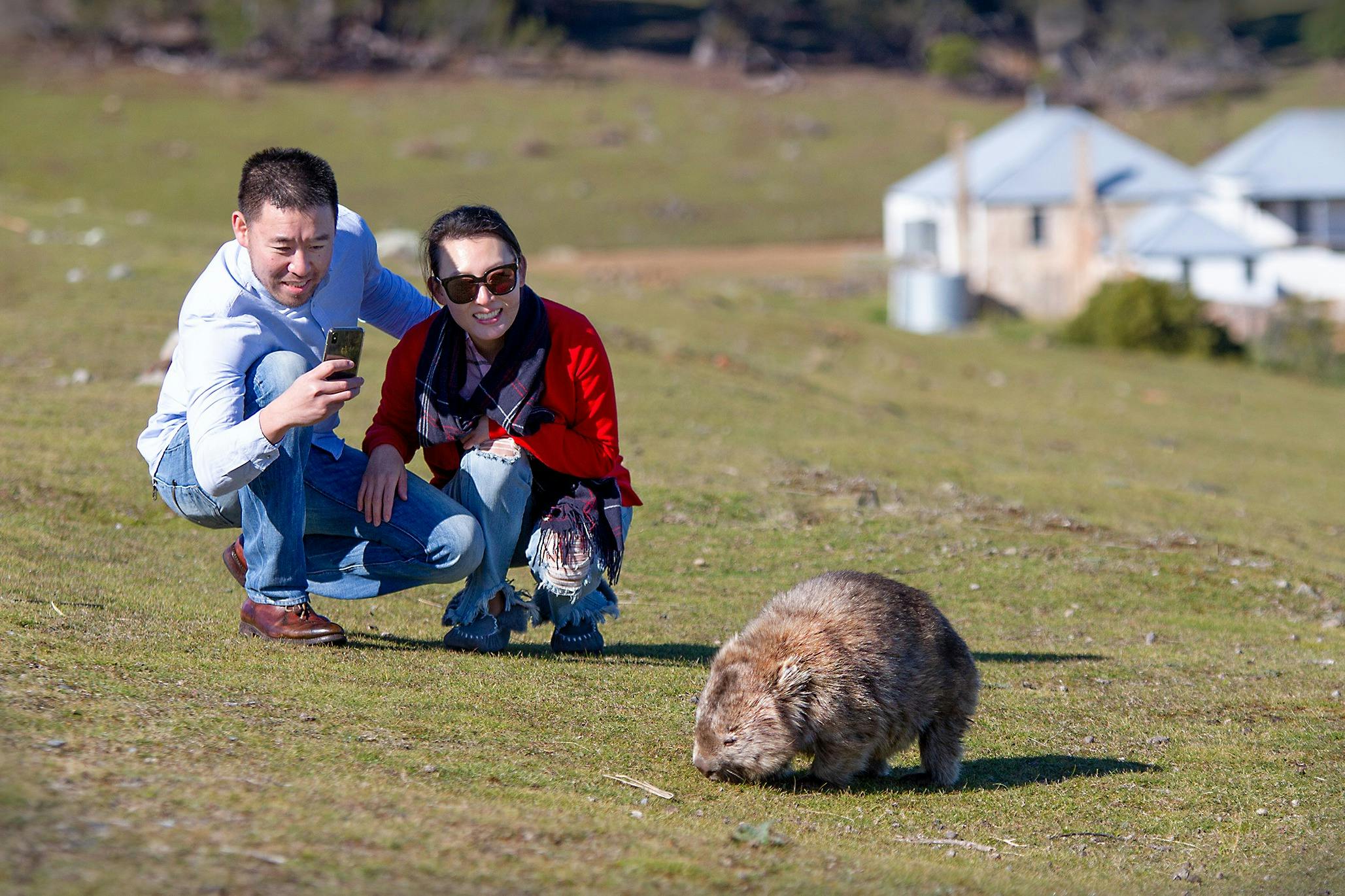 Maria Island Wombats