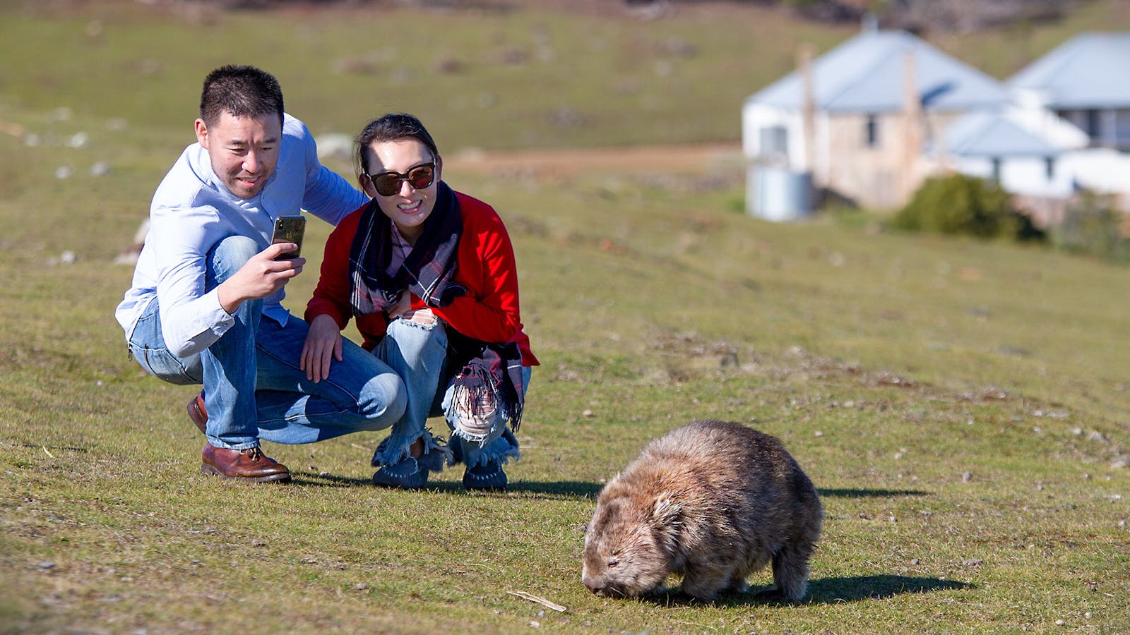 Maria Island Wombats