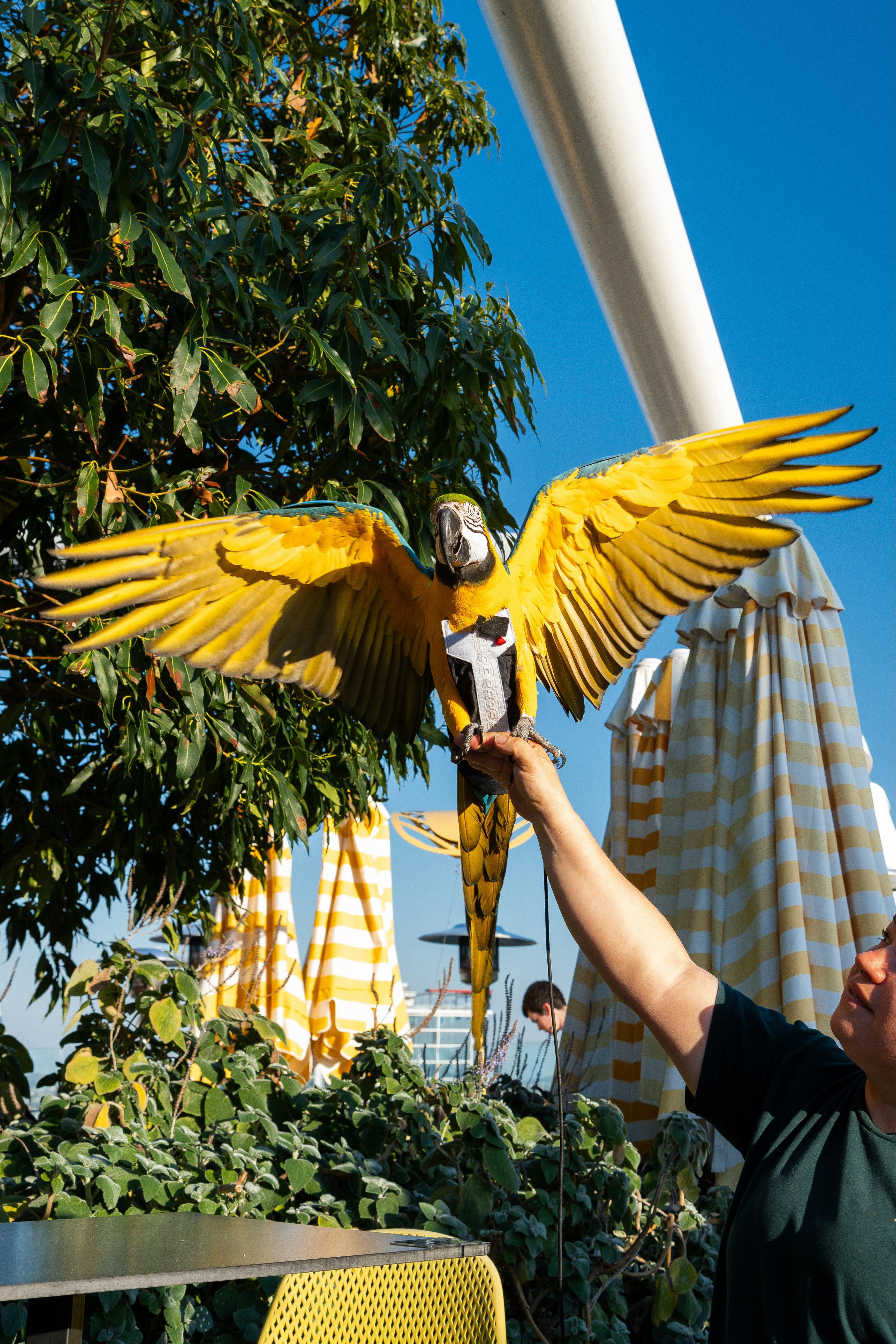 A Macaw