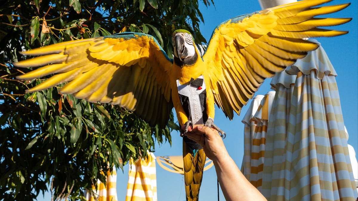 A Macaw A Macaw