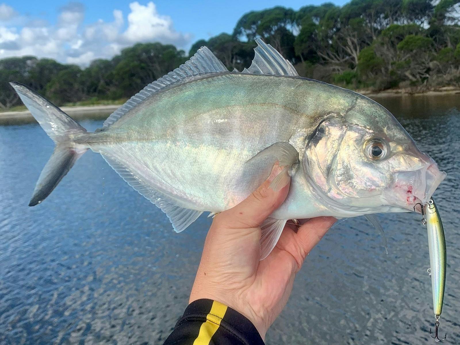 Coota - Trevally