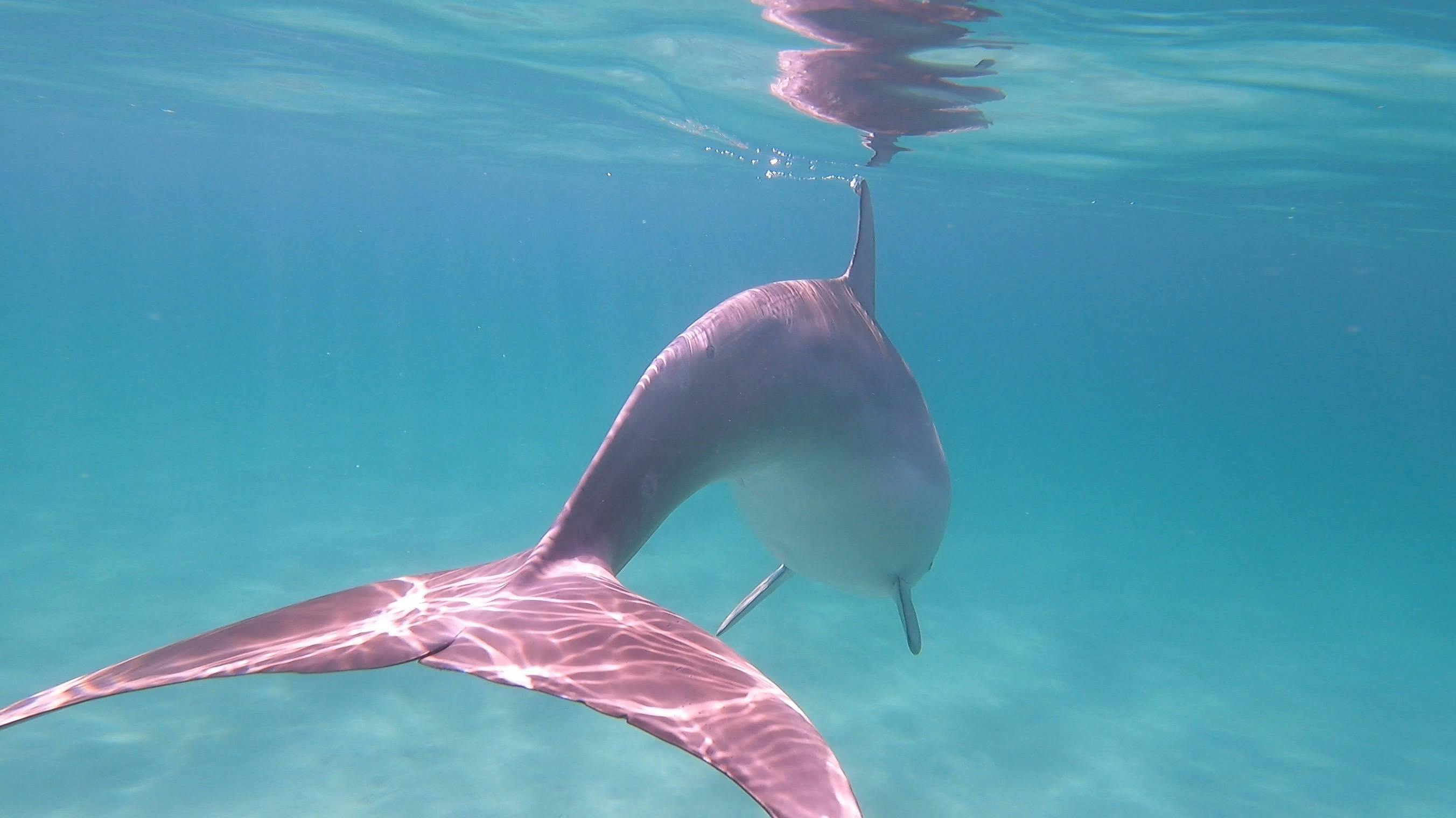 Dolphin Swim Tour