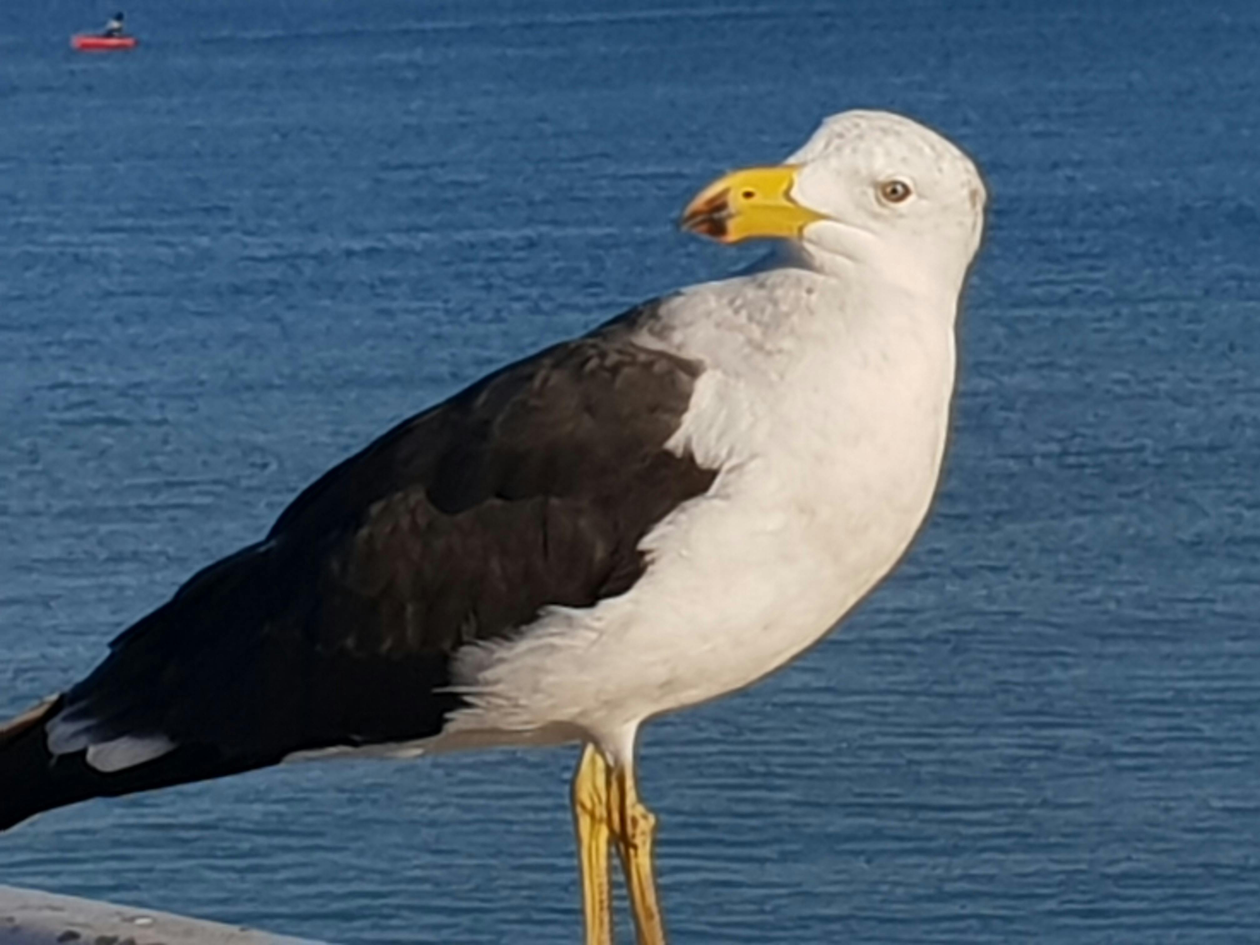 Large Pacific Gull sitting on fishing jetty
