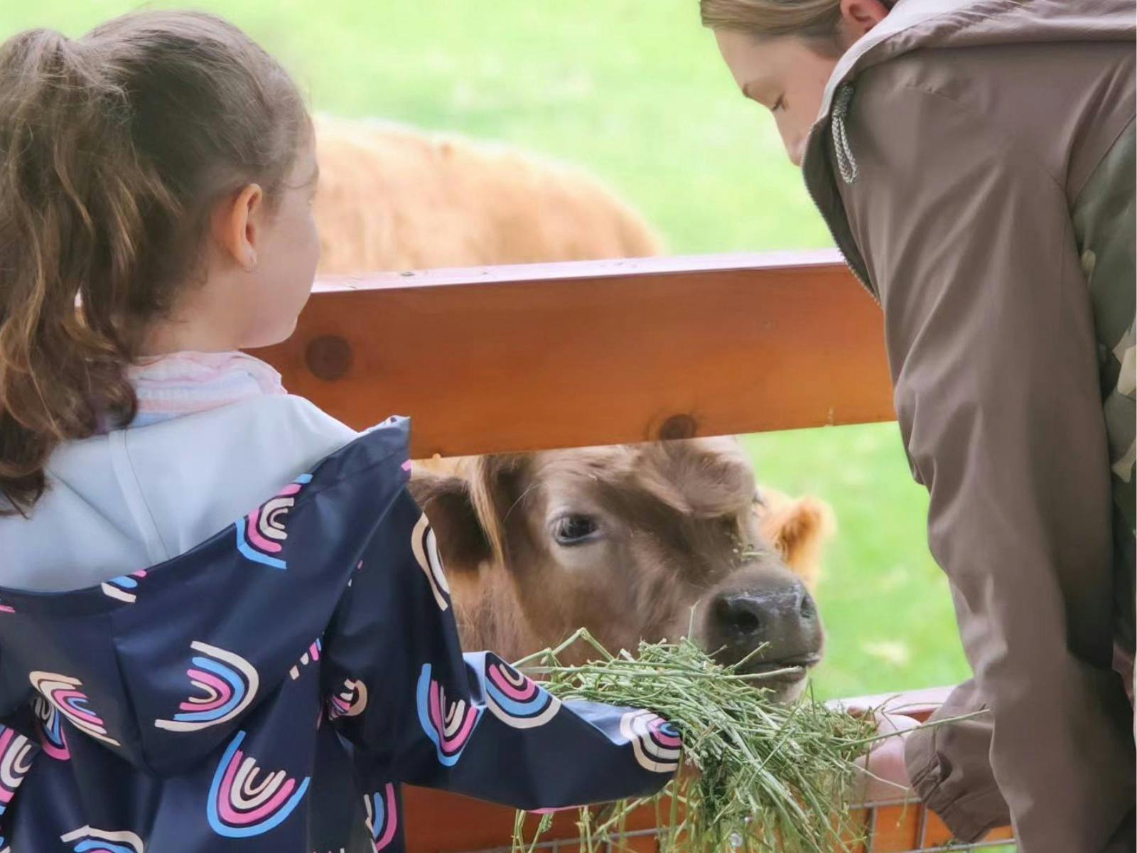 mother & daughter feeding hay to highland cow