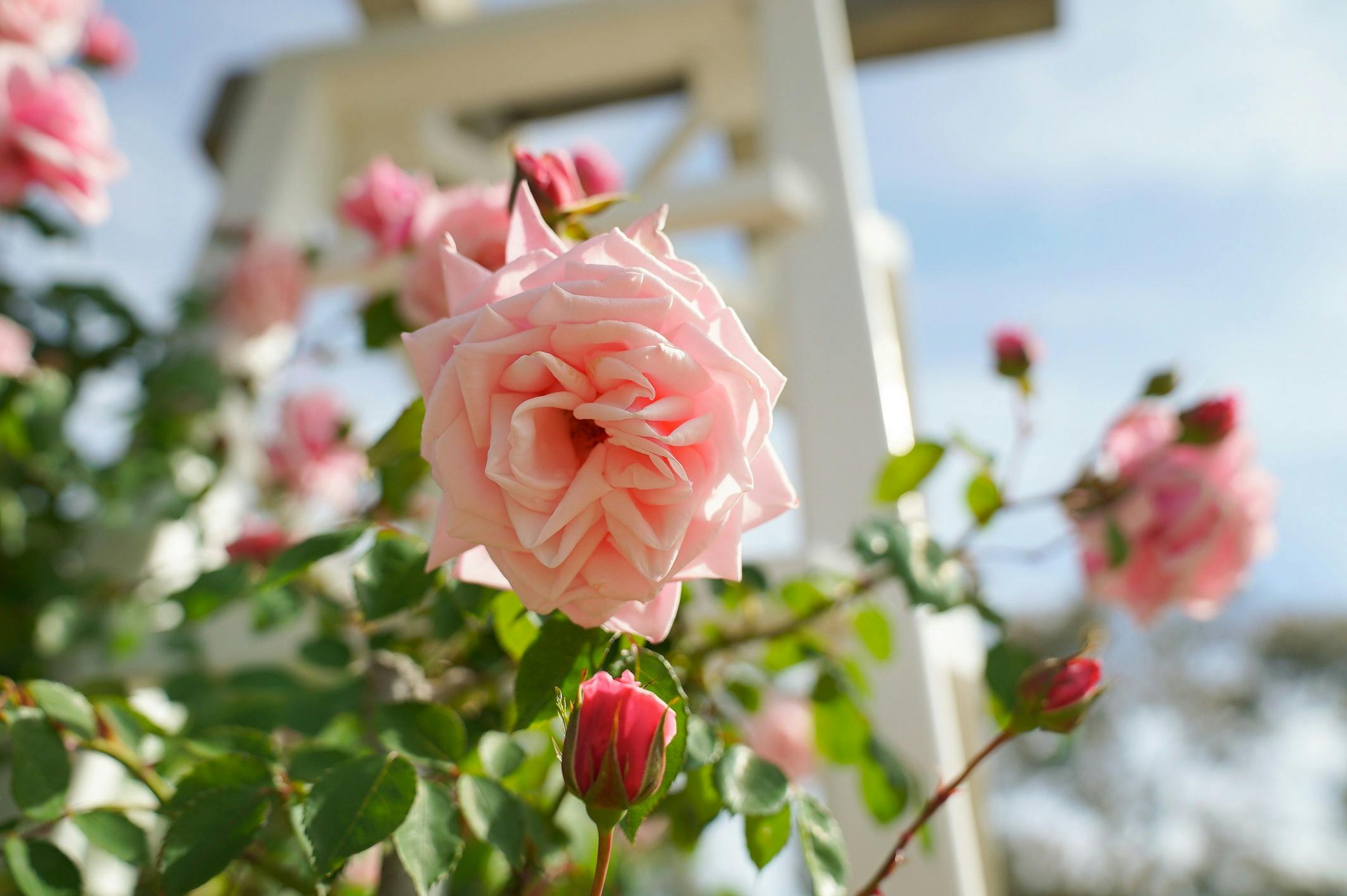 Pink roses in a garden
