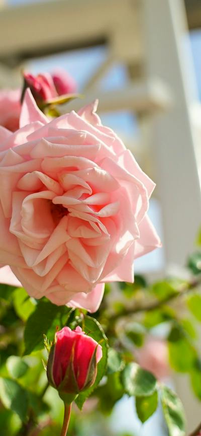 Pink roses in a garden