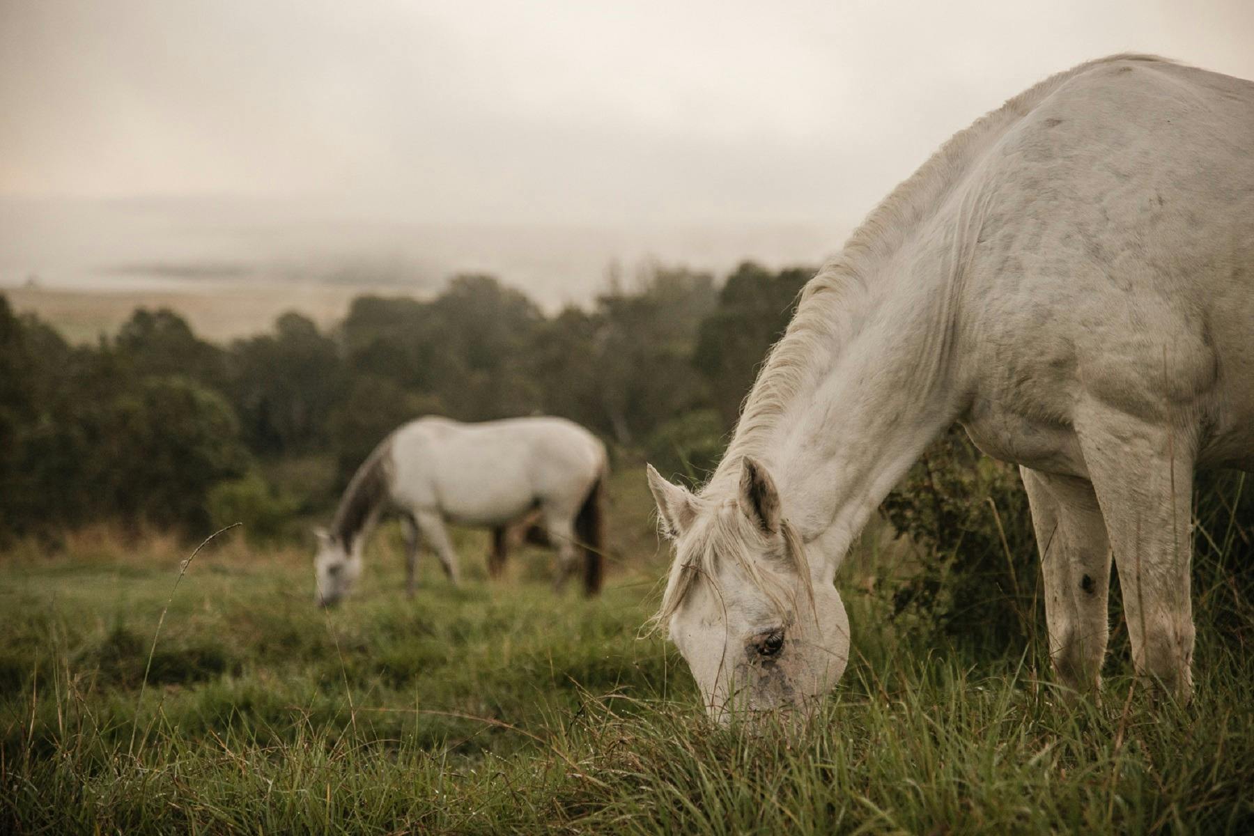ザ ランチ オン クラレンス: 乗馬と馬に関する体験