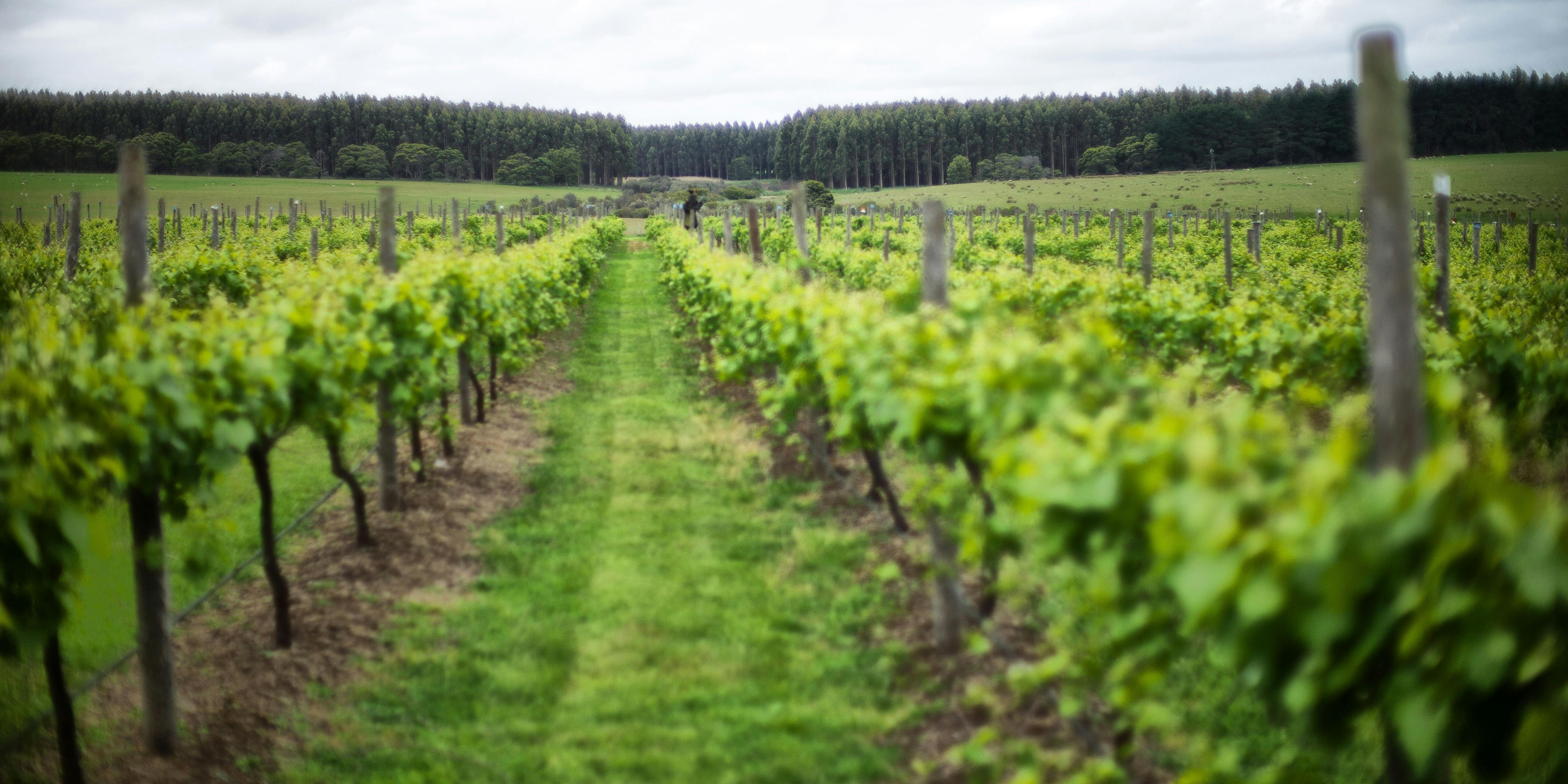 Suffoir Winery, Brewery and Distillery