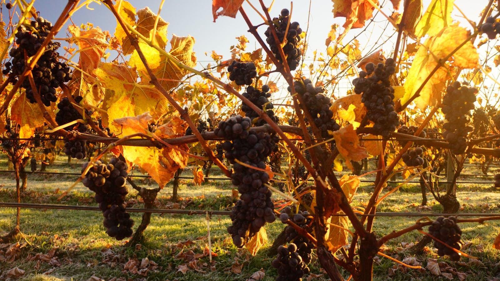 Brook Eden Vineyard