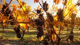 Pinot Noir