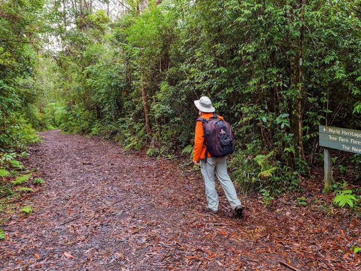 Gibraltar-Washpool World Heritage walk, Gibraltar National Park. Photo: Koen Dijkstra