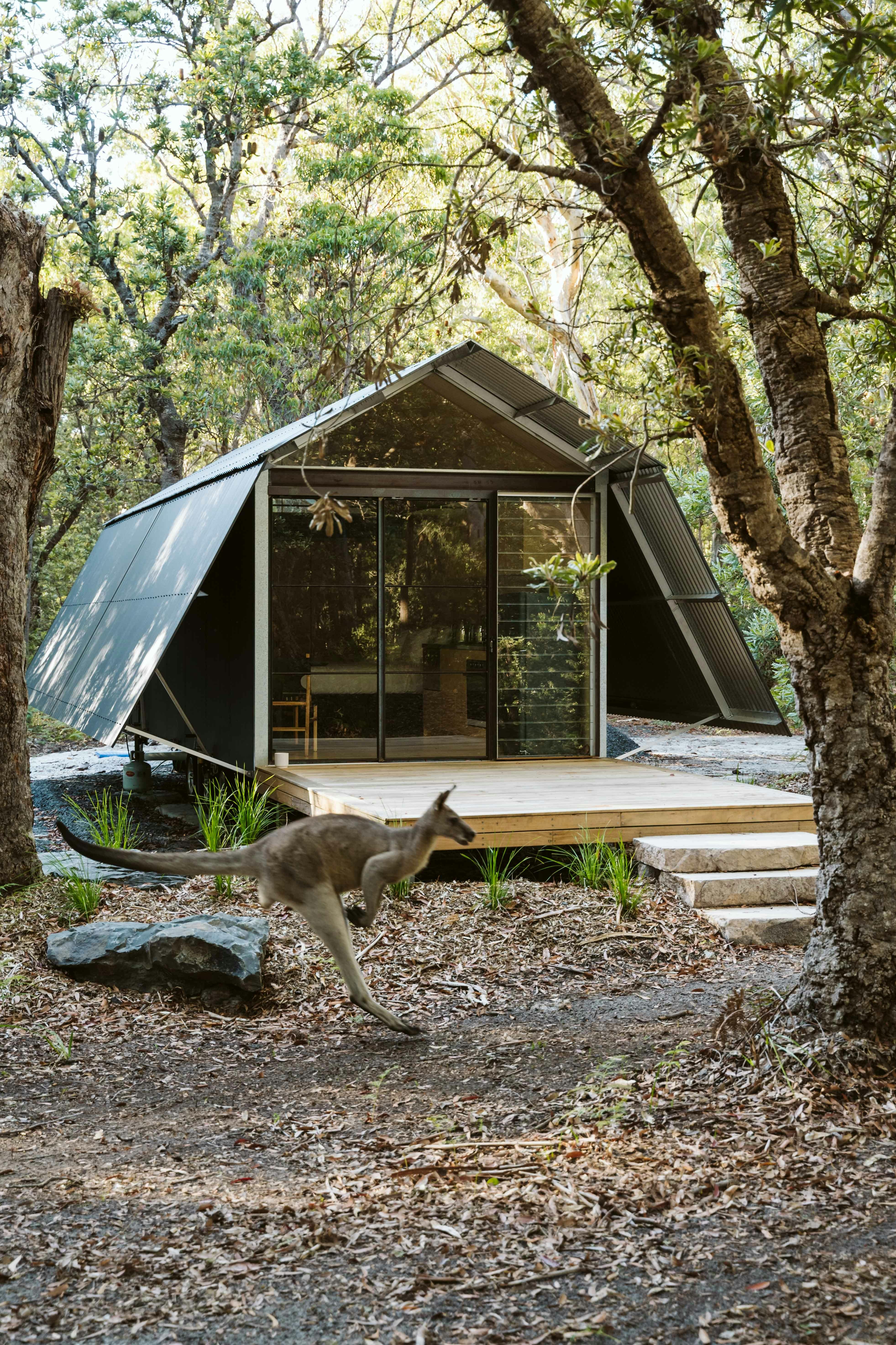 Myola Tiny Home小屋正面，袋鼠出没。