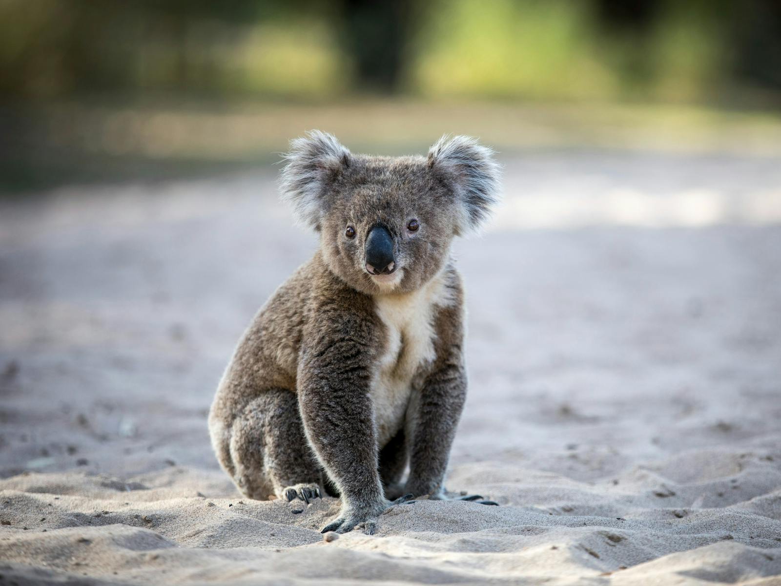 Image for Narrandera Koala Festival