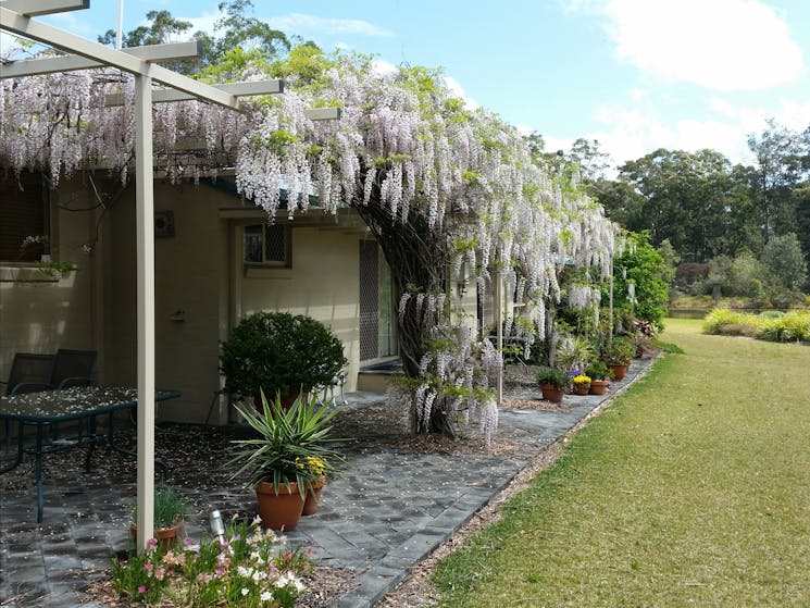 Beautiful wisteria covered pergola along northern side of house.
