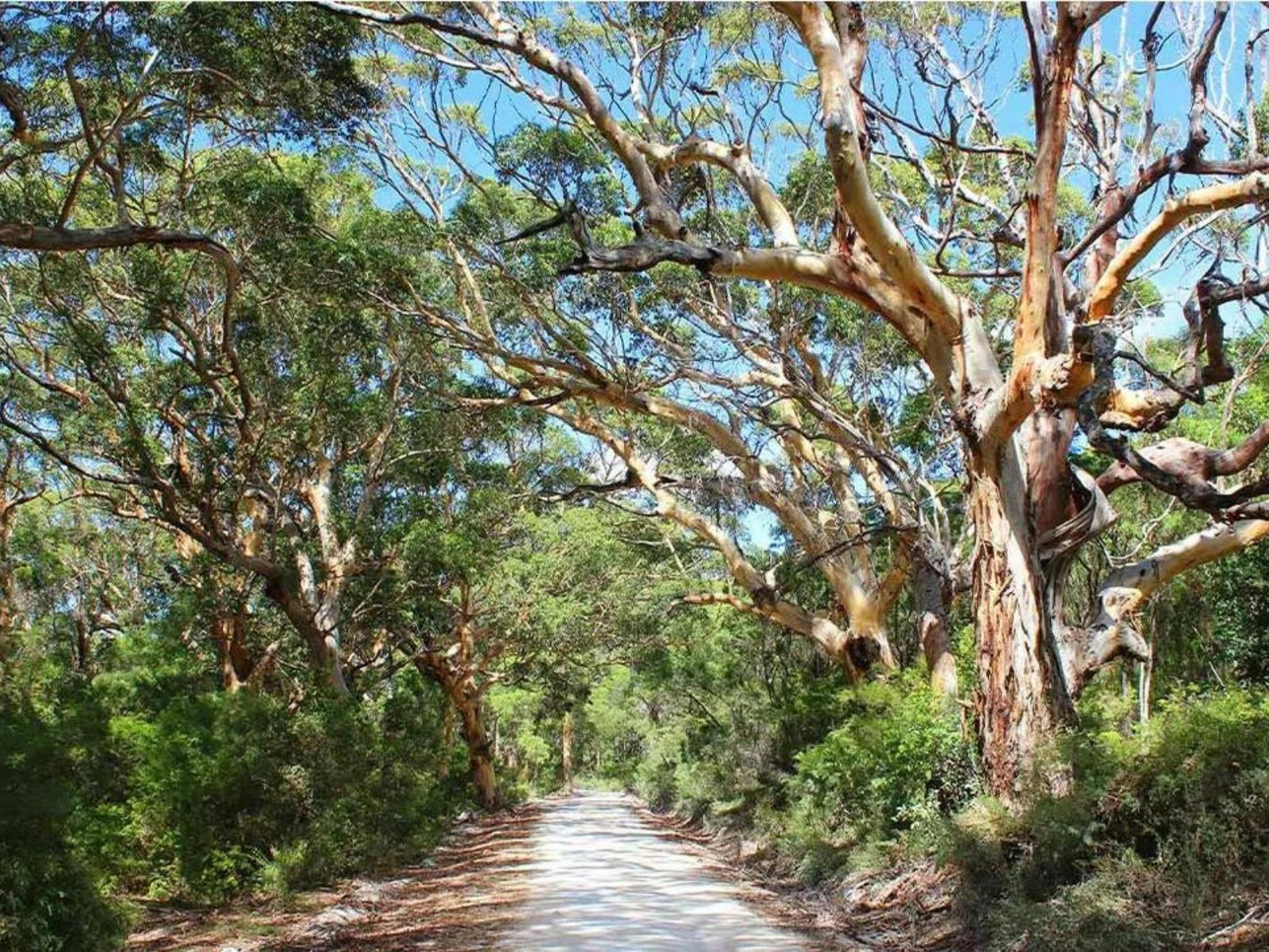 Margaret_River_Boranup_Forest