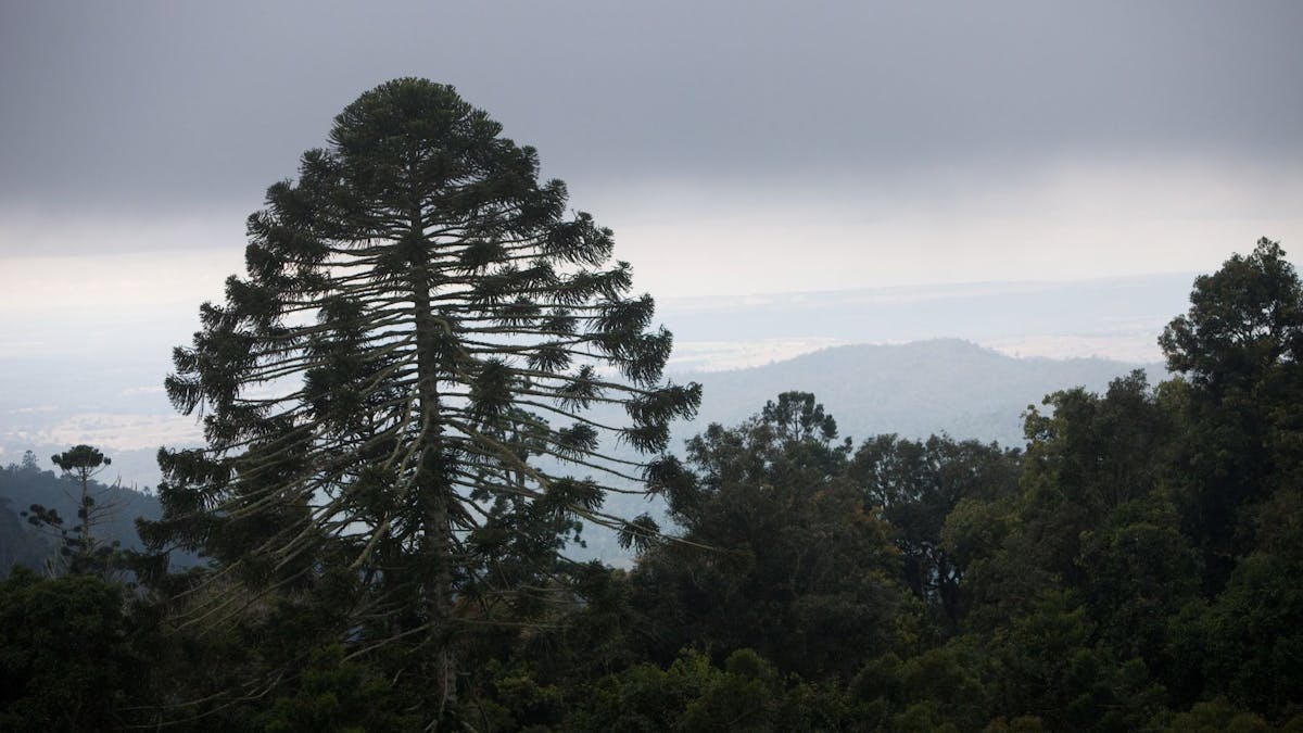 Capture the amazing view over the treetops from Fishers Lookout.