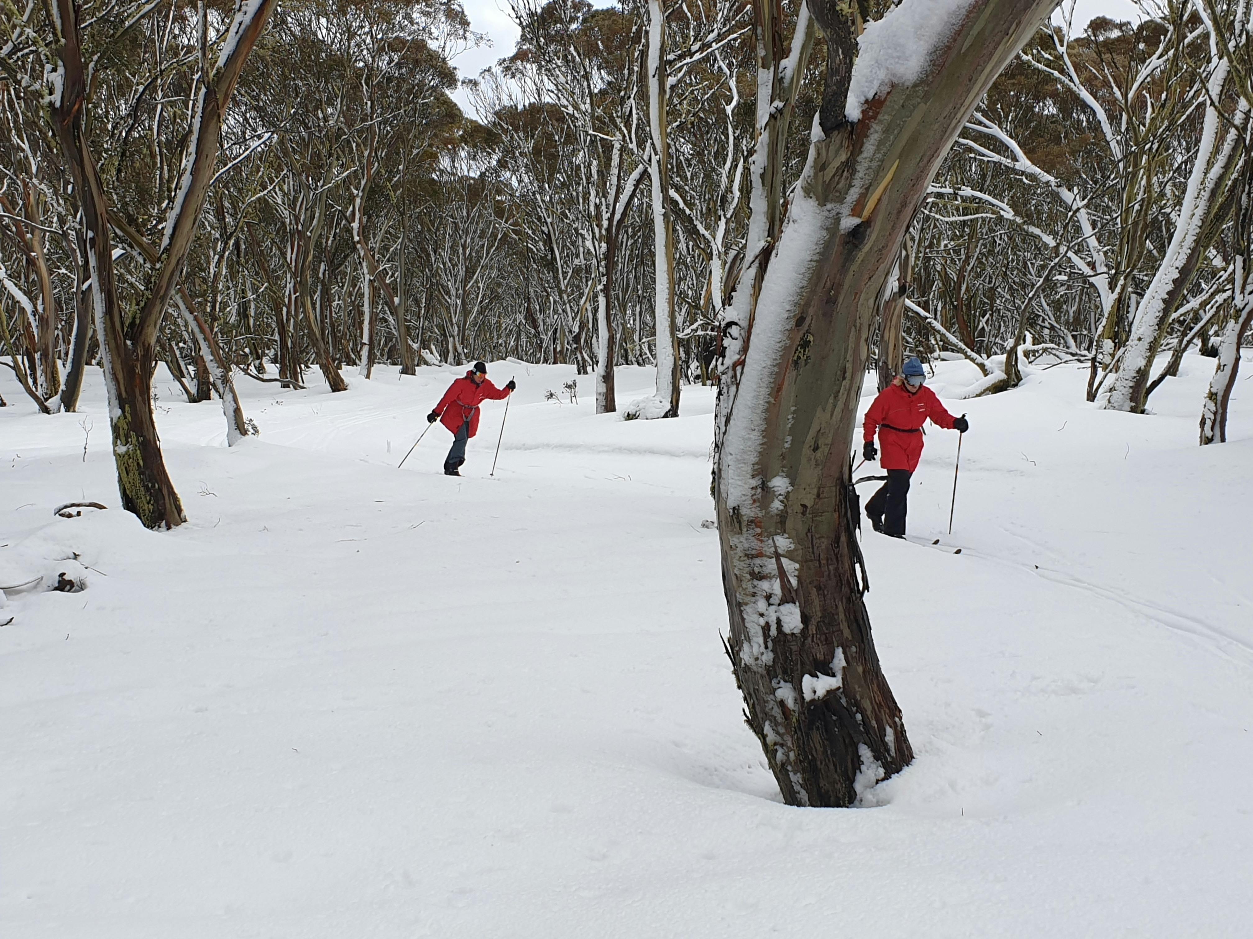Two people in red jackets skiing amongst snow covered trees
