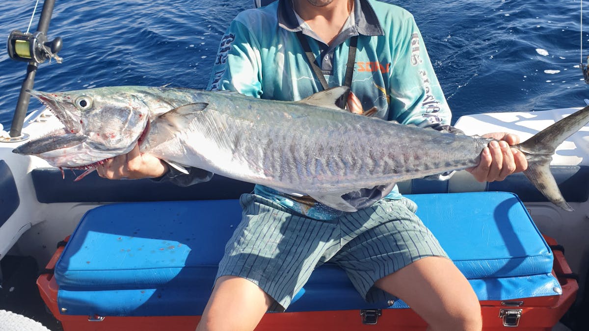 Spanish Mackerel