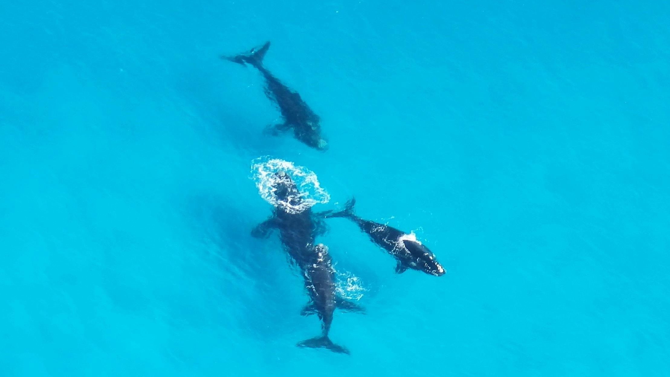Southern Right Whales