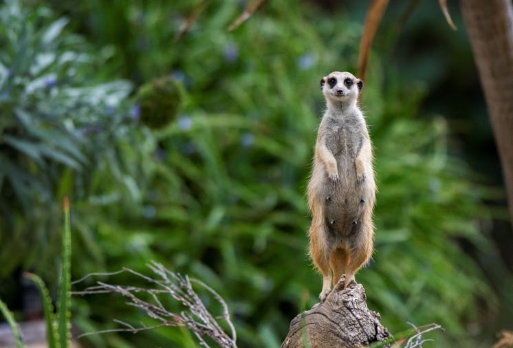 Meerkat Encounter at Adelaide Zoo