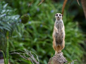 Meerkat Experience at Adelaide Zoo