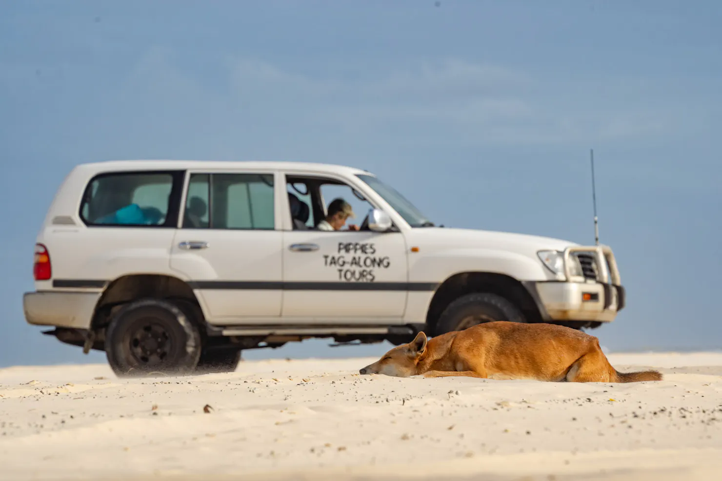 4x4 Car Dingo Fraser Island K'gari