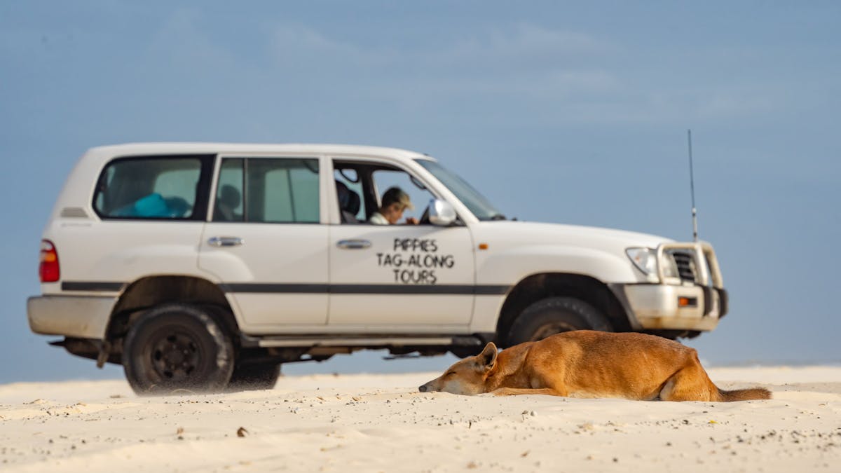 4x4 Car Dingo Fraser Island K'gari